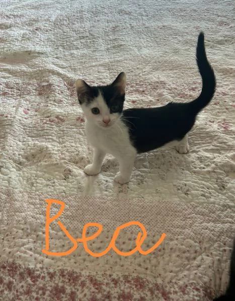 Bob e Bea fratellini amorosi | Foto 6
