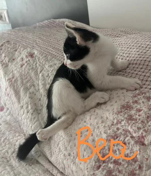 Bob e Bea fratellini amorosi | Foto 5