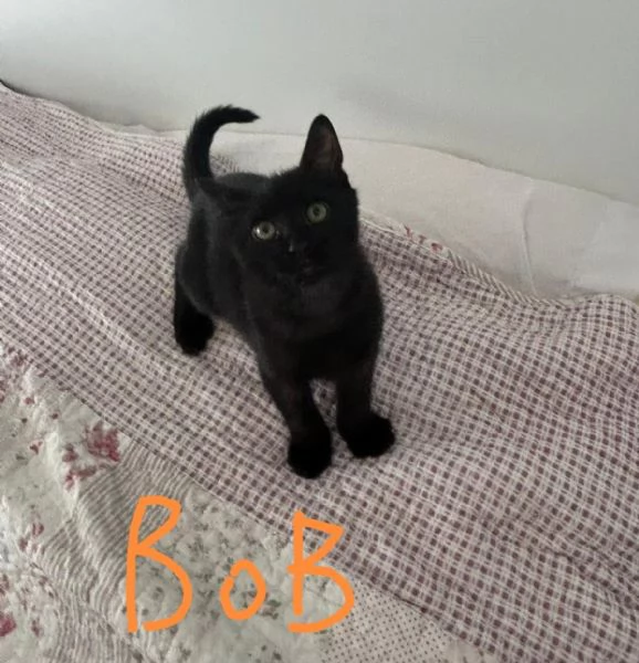 Bob e Bea fratellini amorosi | Foto 4
