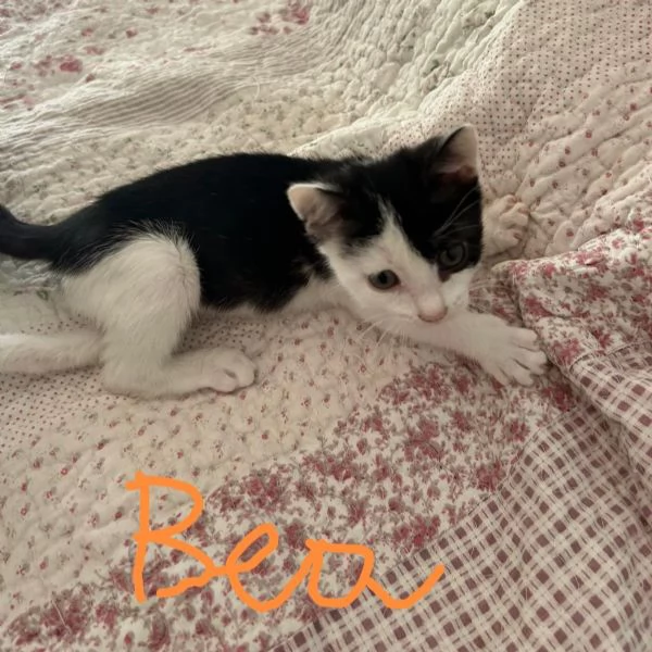 Bob e Bea fratellini amorosi | Foto 3