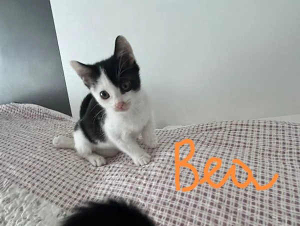Bob e Bea fratellini amorosi | Foto 2