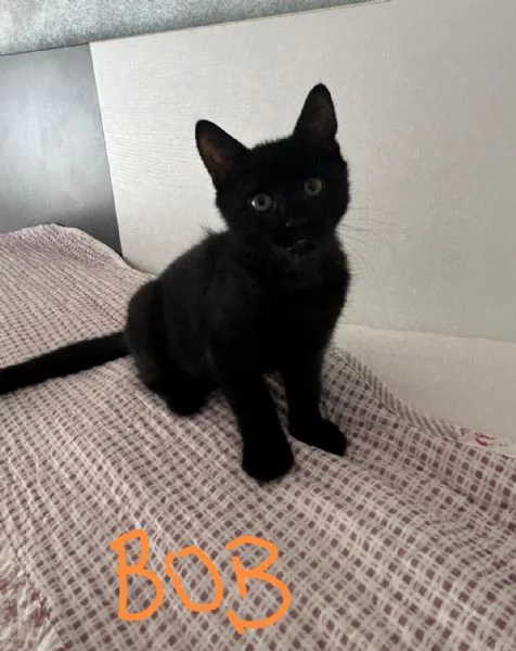Bob e Bea fratellini amorosi | Foto 1