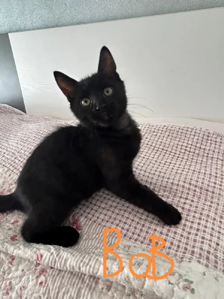 Bob e Bea fratellini amorosi | Foto 0