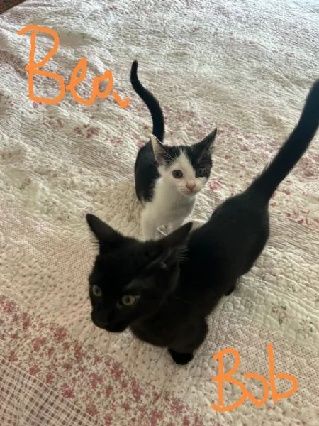 Bob e Bea fratellini amorosi
