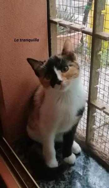 Mici cuccioli spettacolari | Foto 5