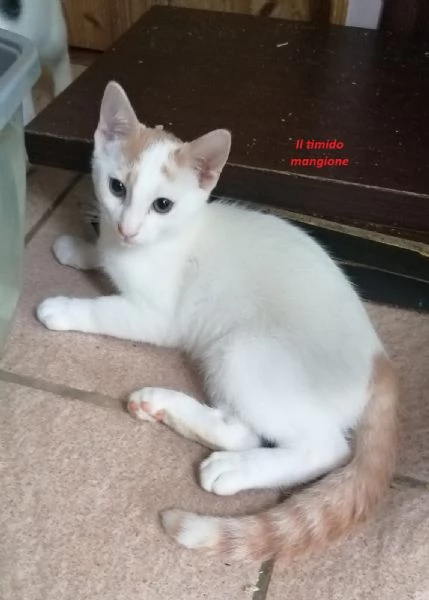 Mici cuccioli spettacolari | Foto 4