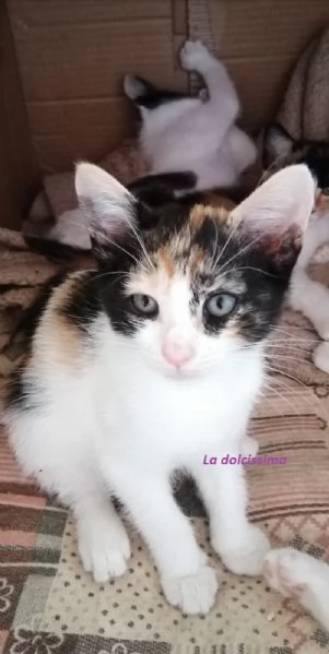 Mici cuccioli spettacolari | Foto 3