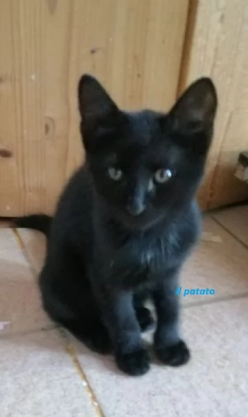 Mici cuccioli spettacolari | Foto 1