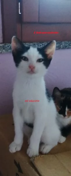 Mici cuccioli spettacolari | Foto 0