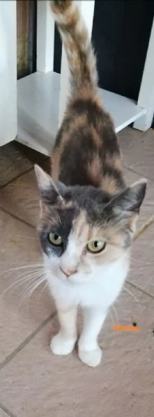 Mamy micia di un anno  | Foto 0