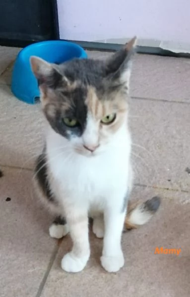 Mamy micia di un anno 