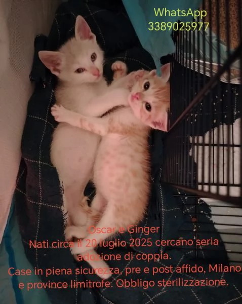 oscar e Ginger adozione di coppia