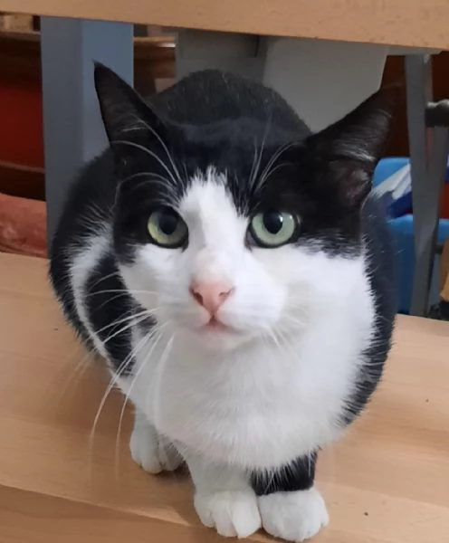 Silvestro 9 mesi 
