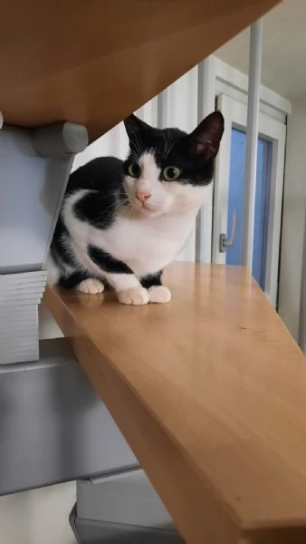 Silvestro 9 mesi  | Foto 0