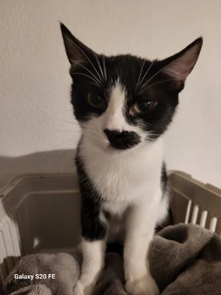 MARTINO il micio baffettino di 5 mesi  | Foto 3