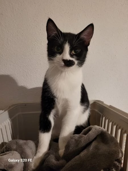 MARTINO il micio baffettino di 5 mesi  | Foto 2
