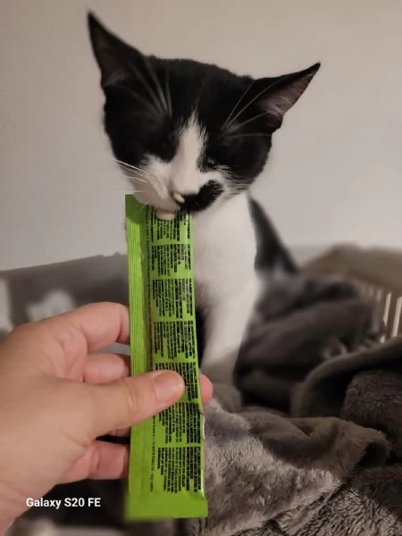 MARTINO il micio baffettino di 5 mesi  | Foto 1