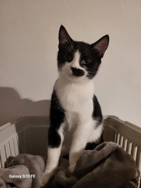 MARTINO il micio baffettino di 5 mesi  | Foto 0