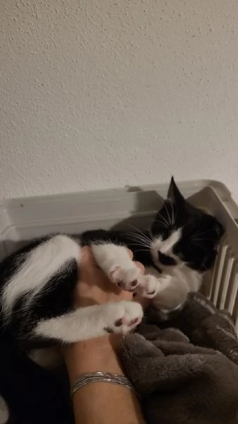MARTINO il micio baffettino di 5 mesi 
