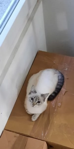 Seraphine micia di 8 mesi | Foto 0