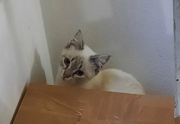 Seraphine micia di 8 mesi