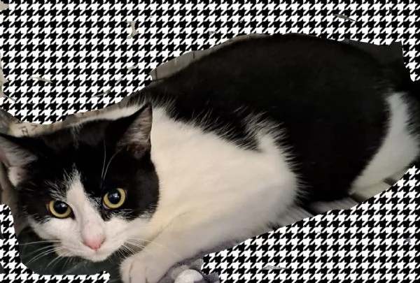 Billy cucciolo di 5 mesi