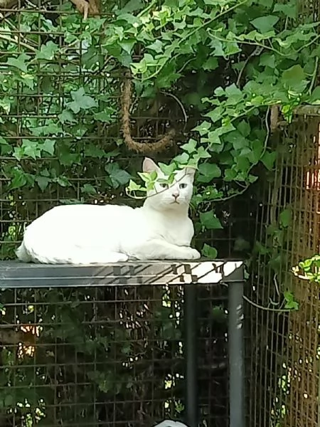 Palmiro micio bianco 