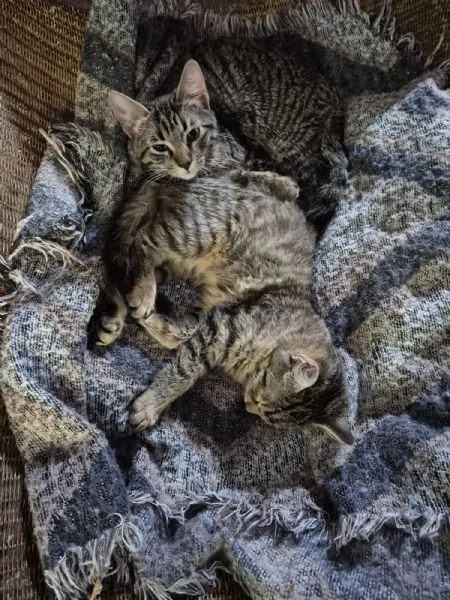 cuccioli tigrati 5 mesi