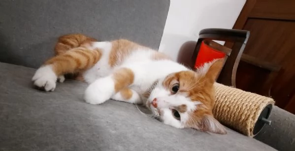 Mirtillo micio di 4 anni | Foto 1