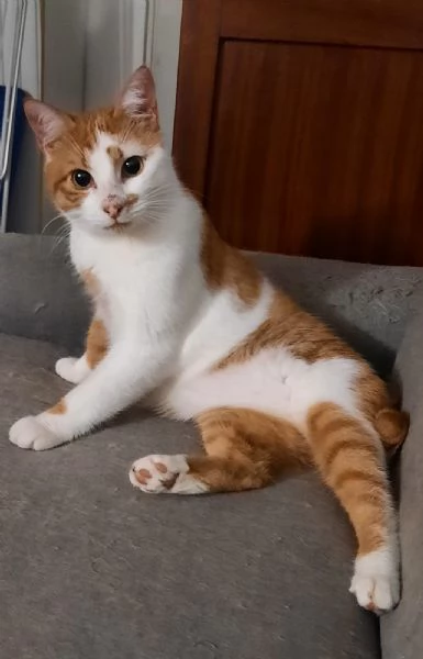 Mirtillo micio di 4 anni