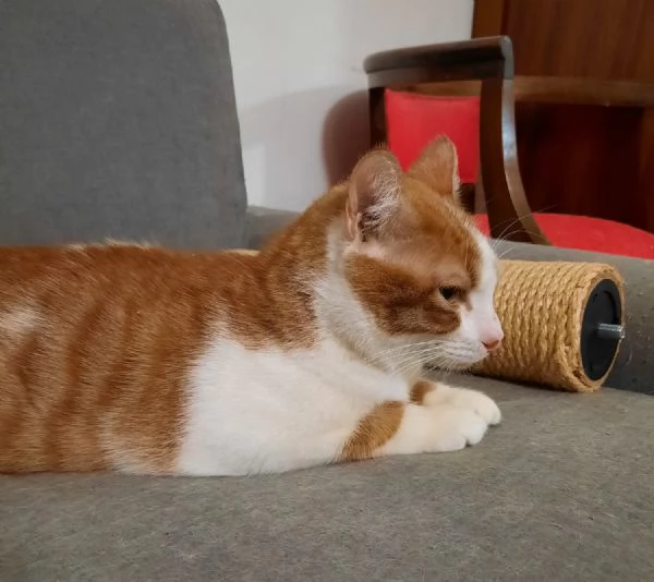 Mirtillo micio di 4 anni | Foto 0