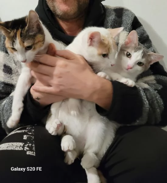 Miciotte di 5 mesi | Foto 1