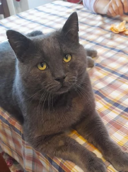 Milo un micio da amare