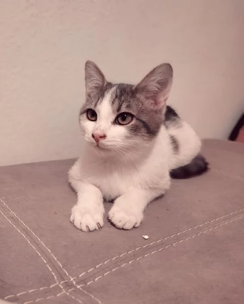 Tommy dolce micio  | Foto 0