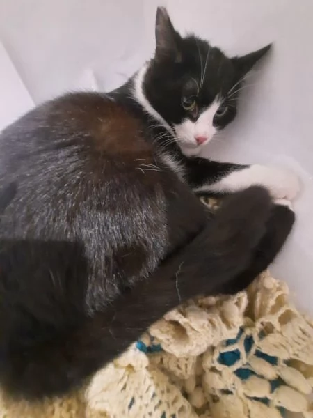 Mascherina miciotta di otto mesi