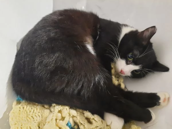 Mascherina miciotta di otto mesi | Foto 1