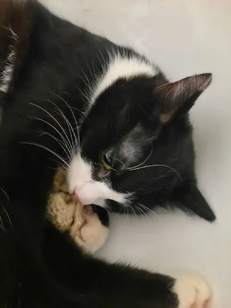 Mascherina miciotta di otto mesi | Foto 0