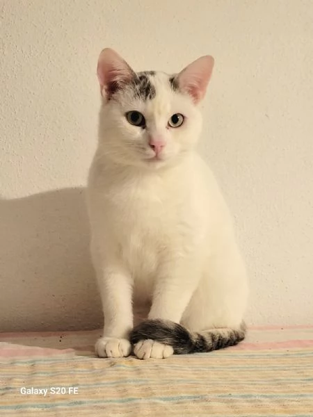 ARTURINO micio timido 6 mesi 