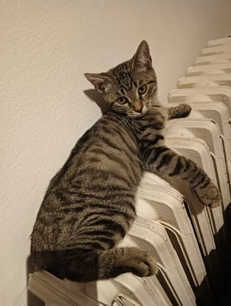 Cacao micio tigrato 6 mesi | Foto 6