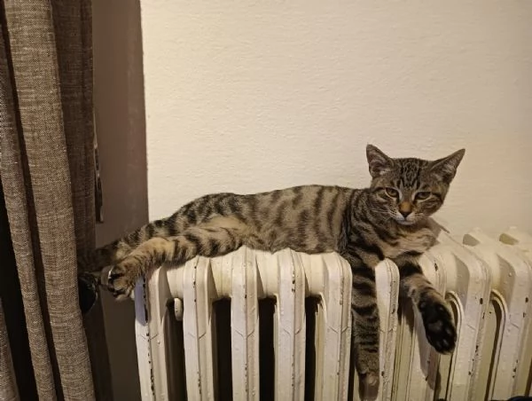 Cacao micio tigrato 6 mesi | Foto 5