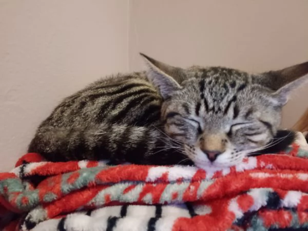 Cacao micio tigrato 6 mesi | Foto 3