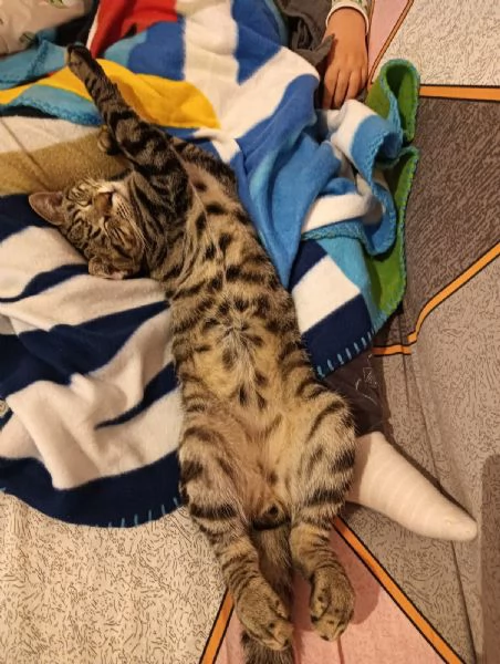 Cacao micio tigrato 6 mesi | Foto 2