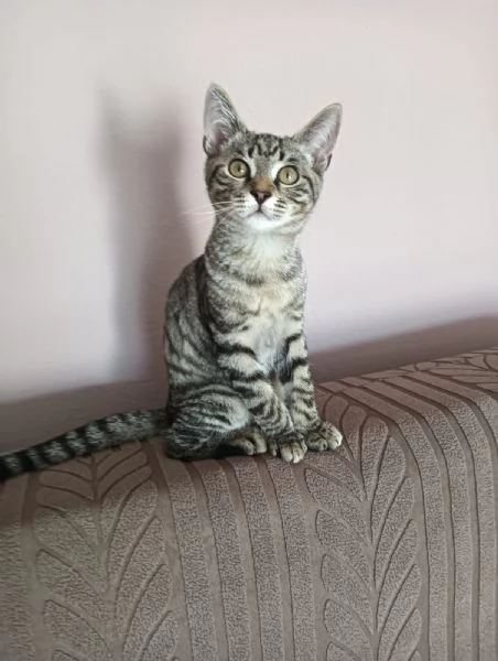 Cacao micio tigrato 6 mesi