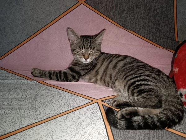 Cacao micio tigrato 6 mesi | Foto 1