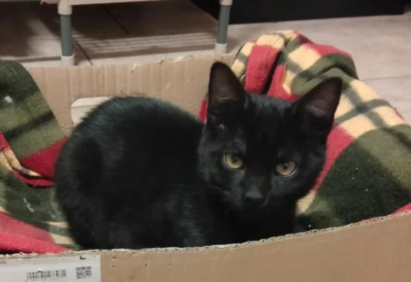 Cloe e Black fratellini indivisibili | Foto 1