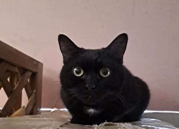 Giulia micia nera due anni