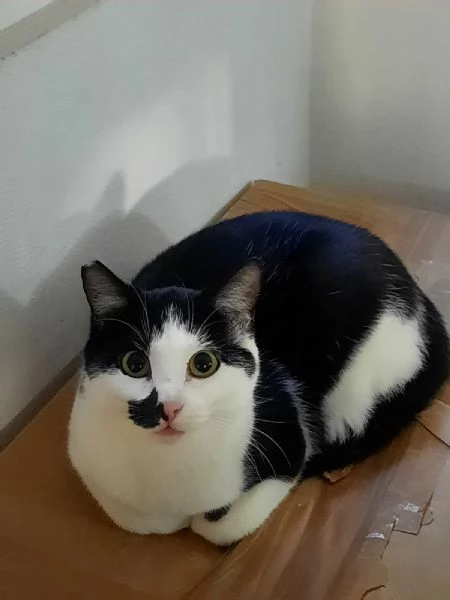 Macchia e Melania miciotte da conquistare