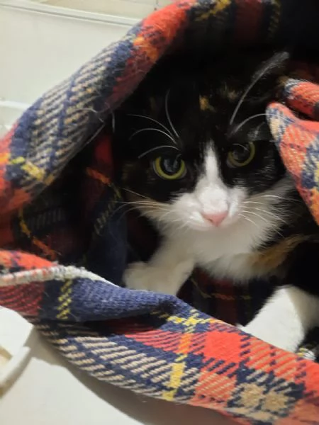 Macchia e Melania miciotte da conquistare | Foto 0