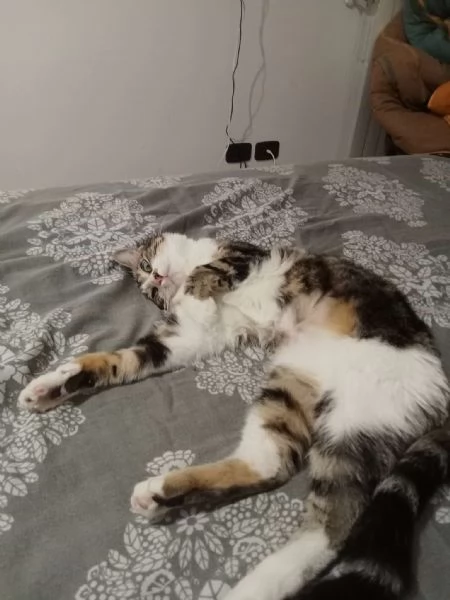 Zoe deliziosa micia di un anno | Foto 2