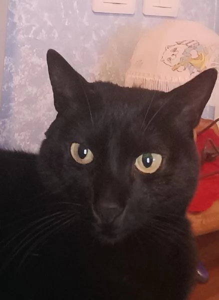 AXEL MICIO PANTERONE DI 7 ANNI | Foto 3